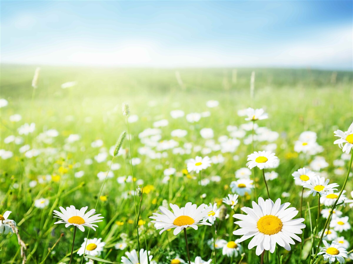 Fotobehang witte margrieten in de zon