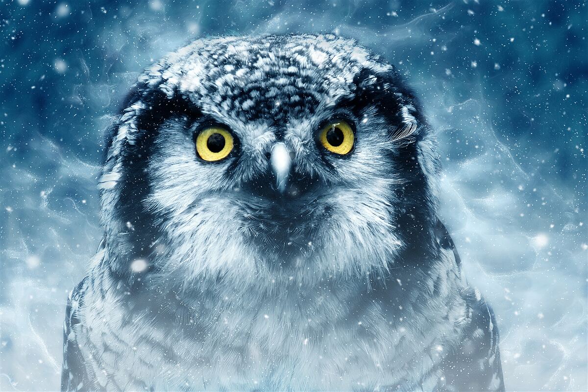 Fotobehang in de winter een grote uil met gouden ogen