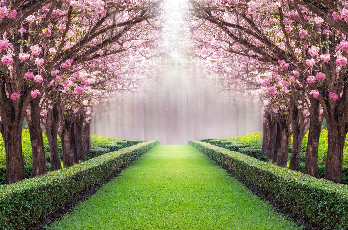 Fotobehang nette laan met groen en kersenbloesems