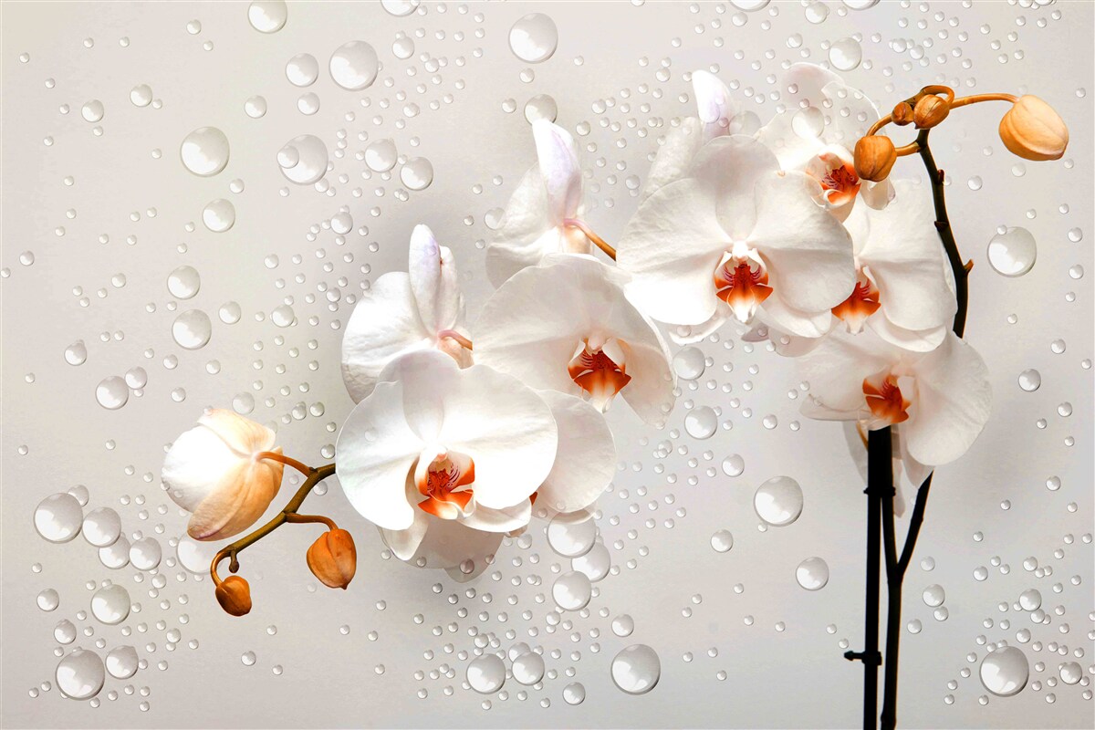 Fotobehang grote regendruppels bedekken witte lotusbloemen