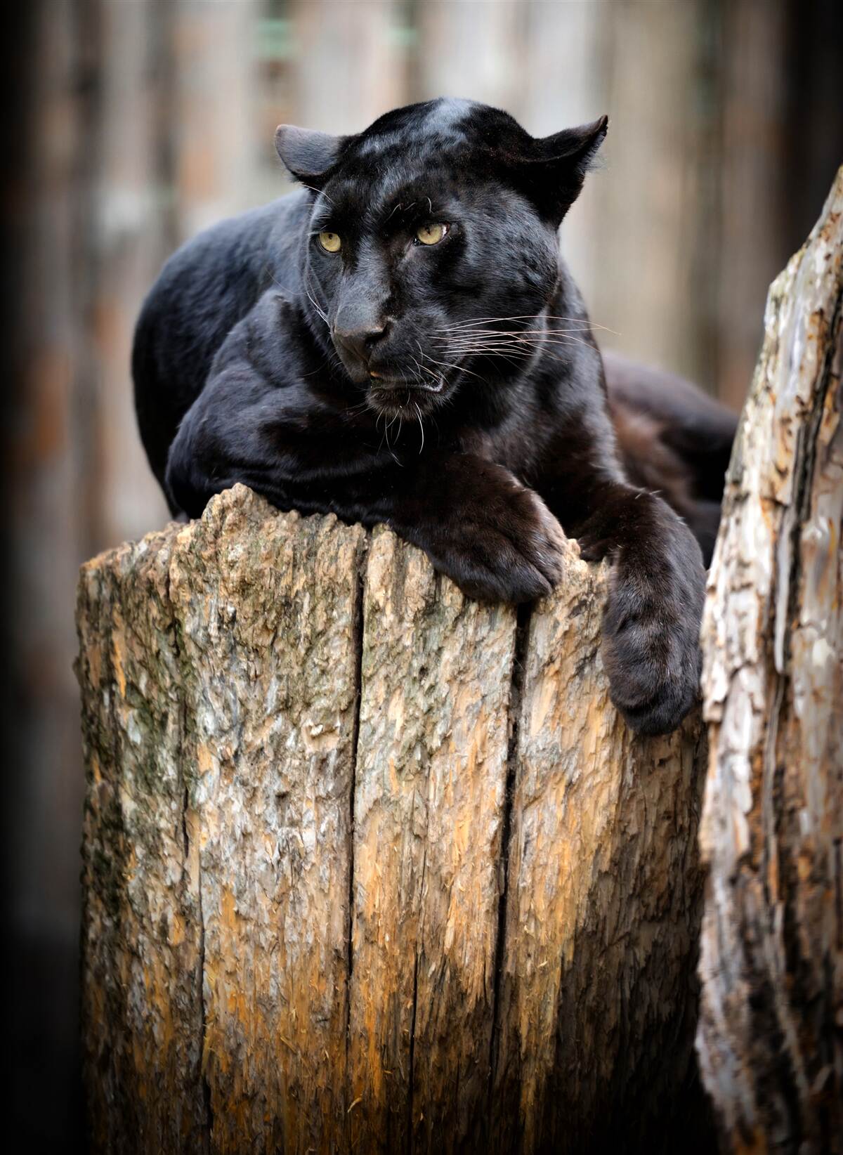Fotobehang een zwarte panter zit op een boom