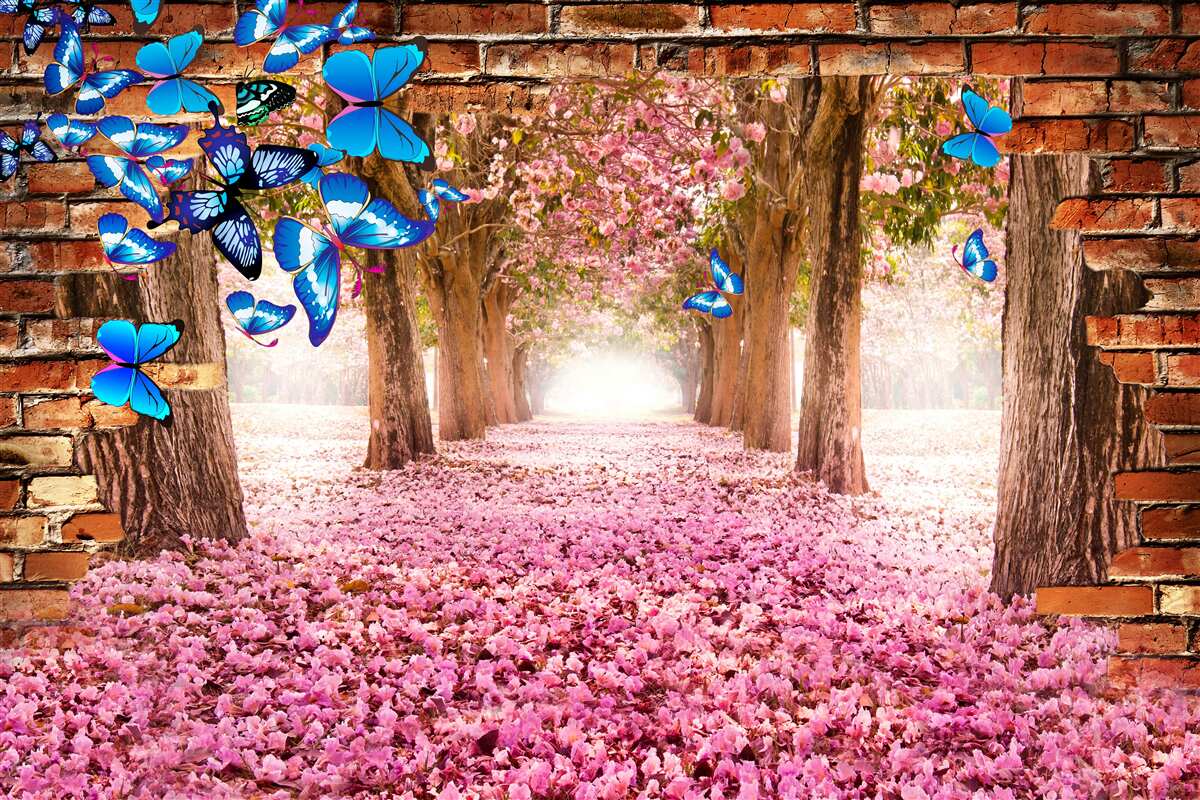 Fotobehang sakura trekt vlinders aan met zijn bloemen
