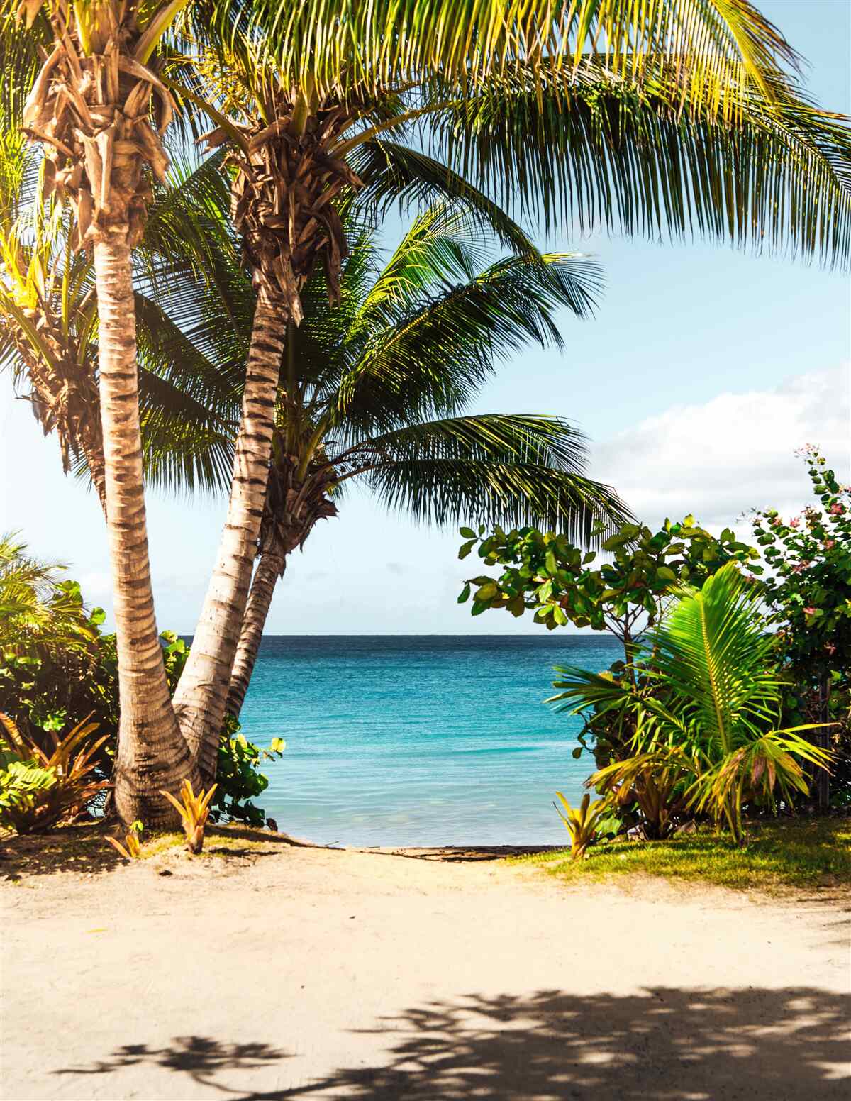 Fotobehang bomen en struiken op het strand