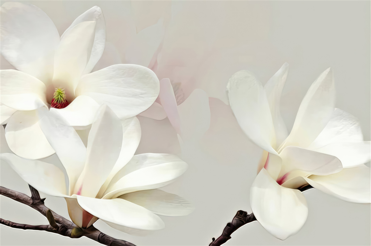 Fotobehang grote witte bloemen in volle bloei