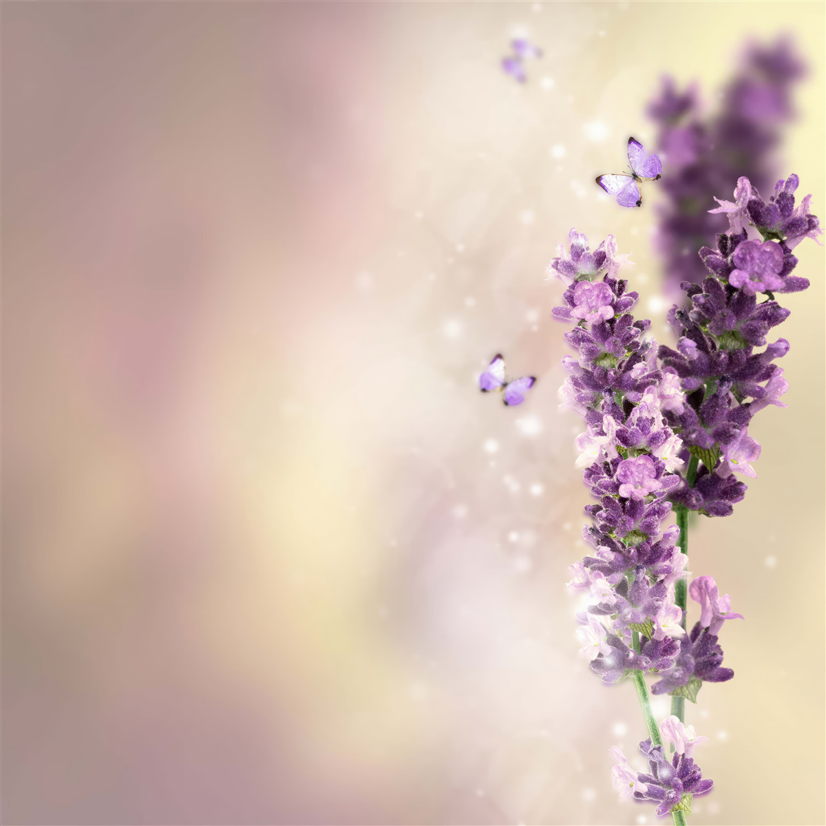 Fotobehang lavendel omringd door fladderende vlinders