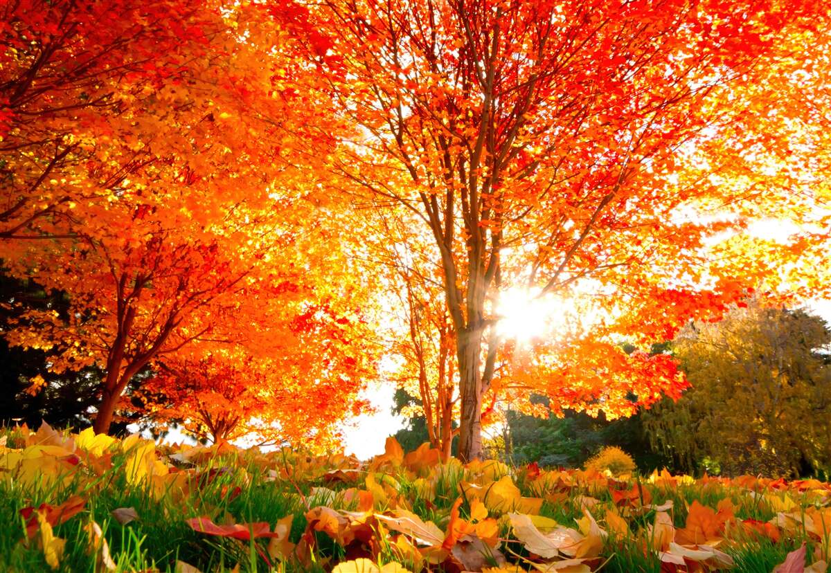 Fotobehang bos vol herfstkleuren