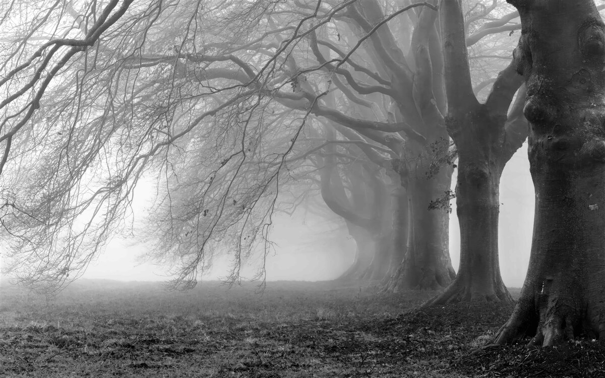 Fotobehang mistig bos bedekt met bomen