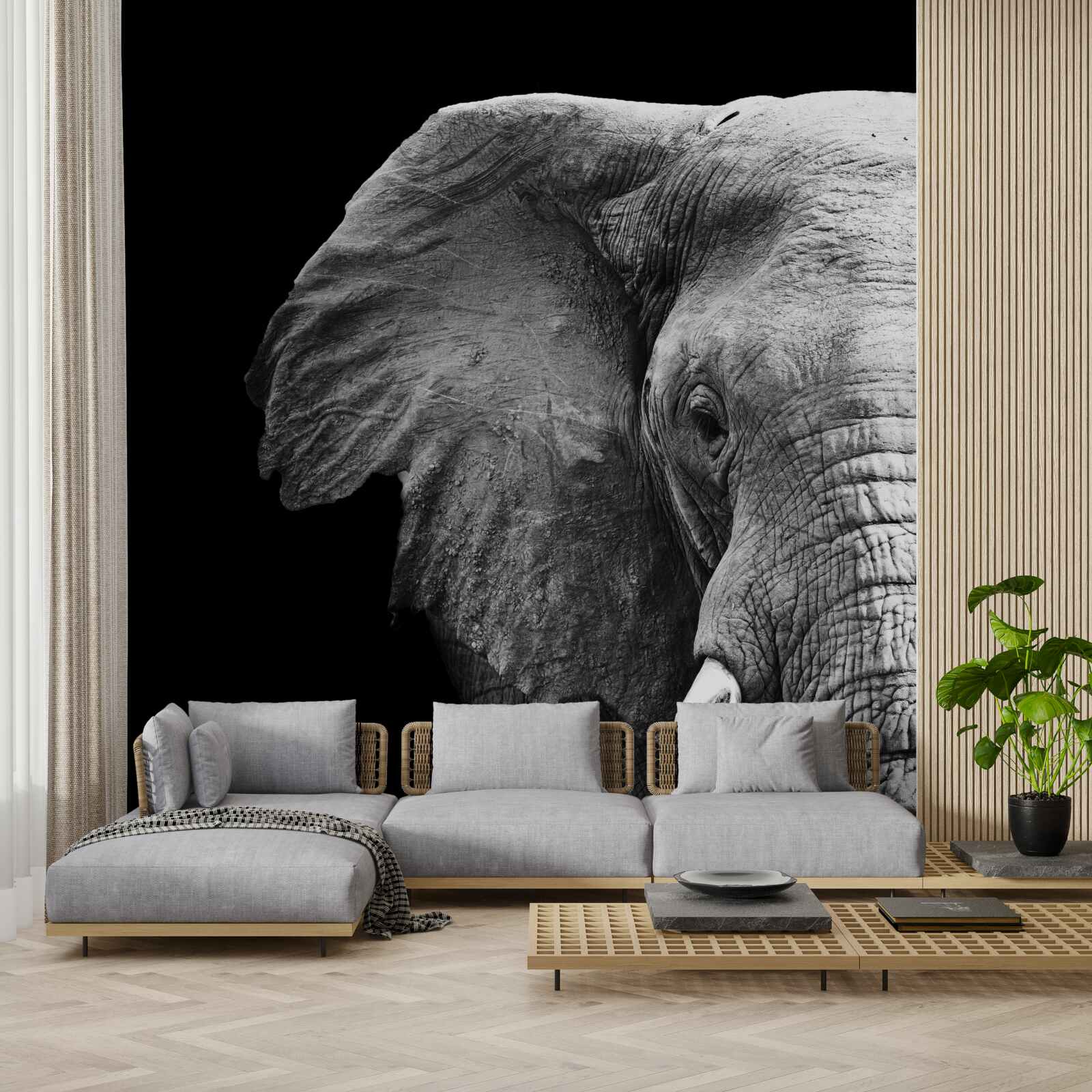 Fotobehang close-up van een olifant op een zwarte achtergrond