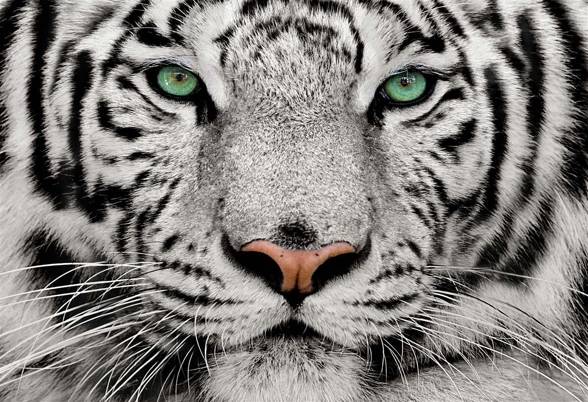 Fotobehang witte tijger van dichtbij