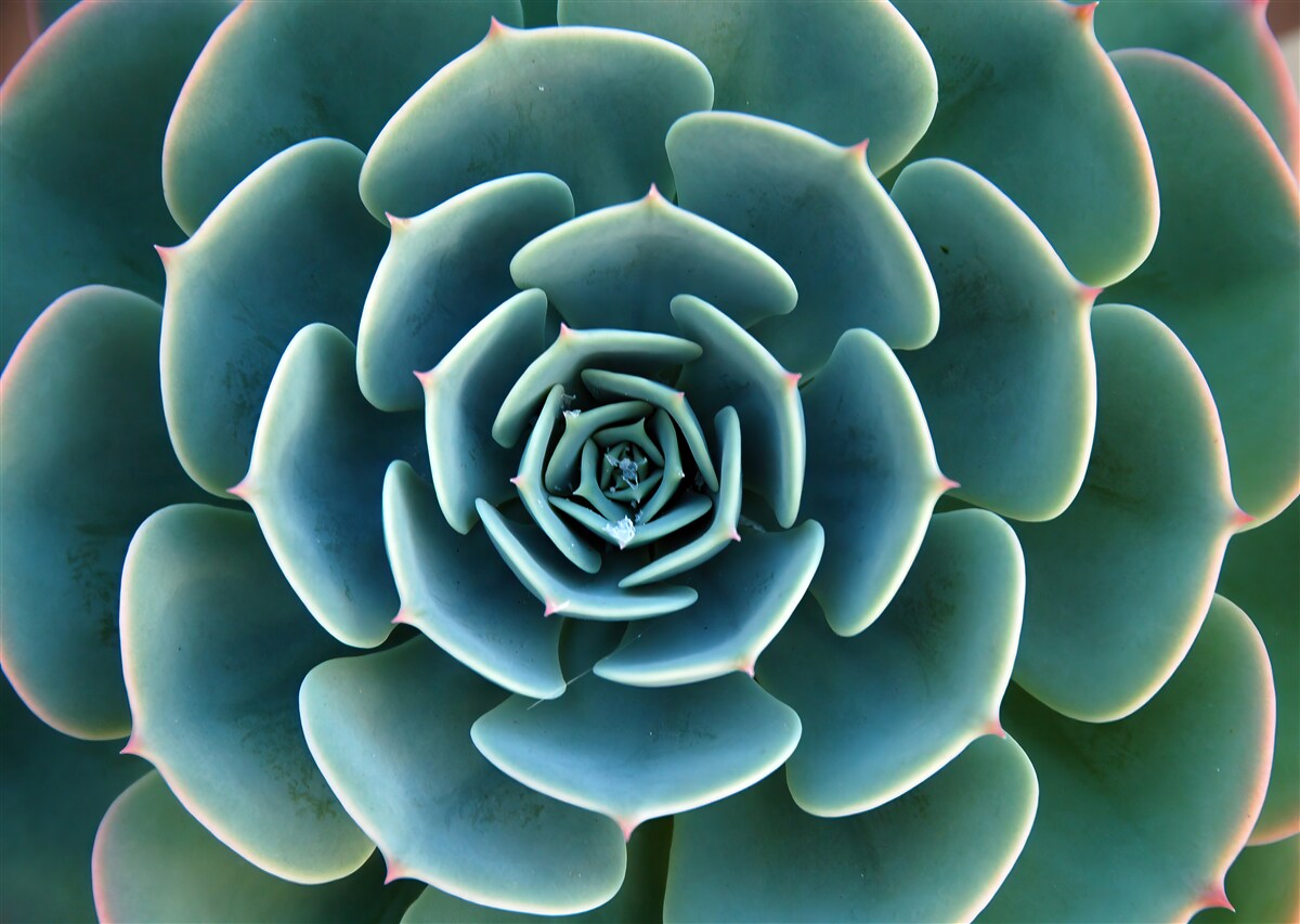 Fotobehang close-up van een vetplant