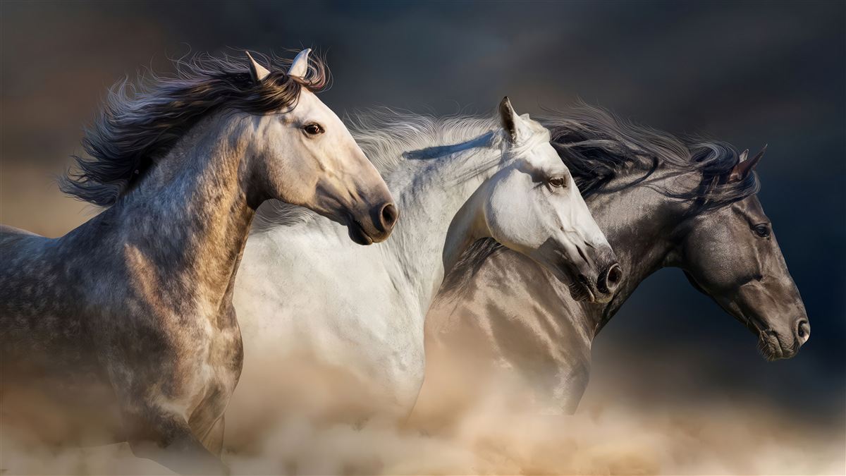 Fotobehang drie galopperende paarden