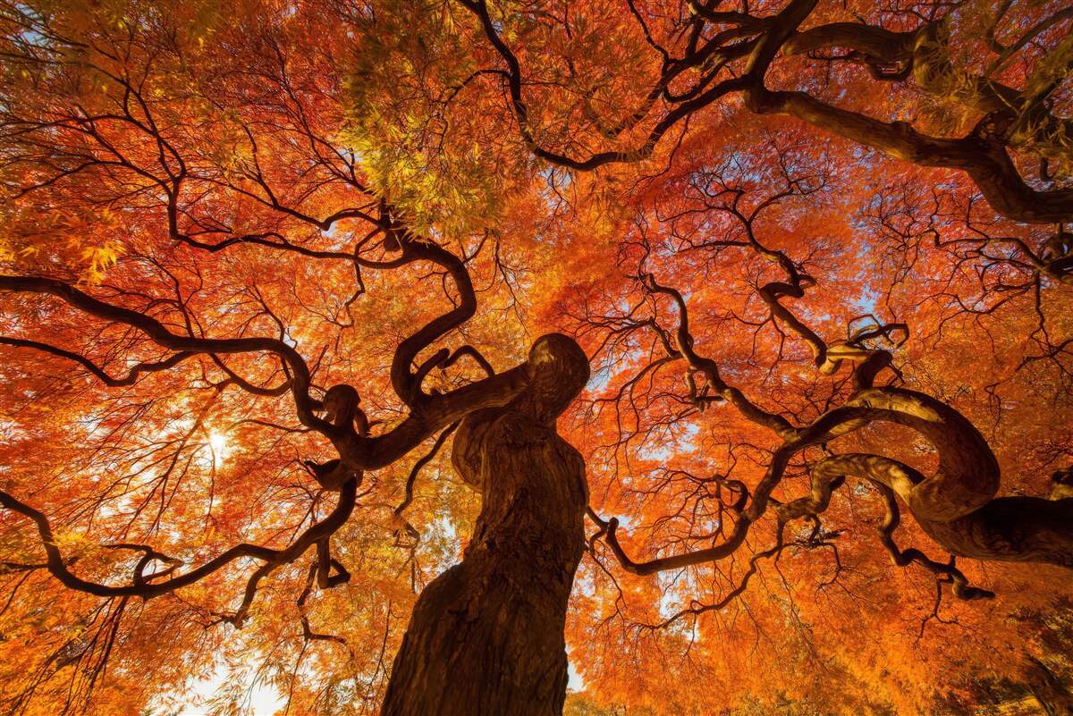 Fotobehang Onderaanzicht van de boom in de herfst