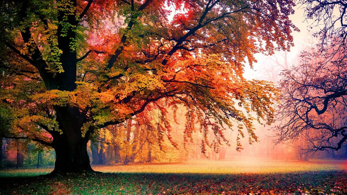Fotobehang bos gehuld in herfstmist