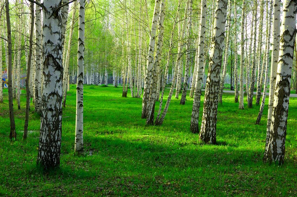 Fotobehang groen gras en bomen