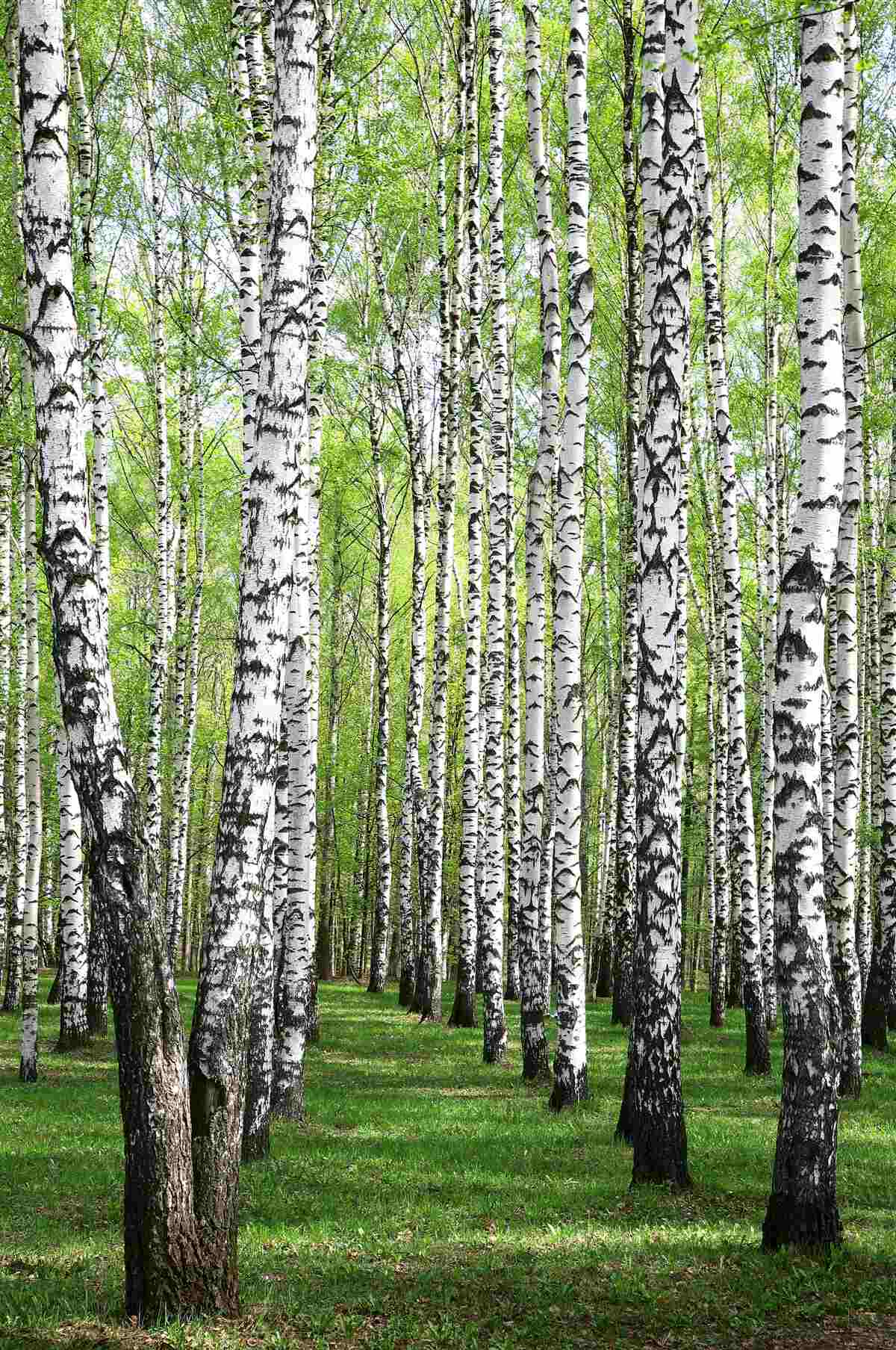 Fotobehang prachtig berkenbos