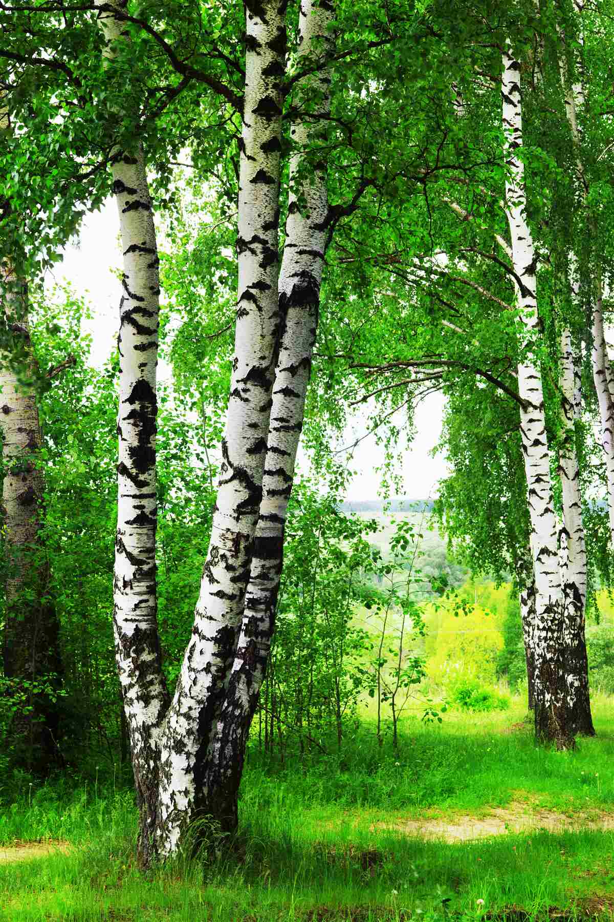 Fotobehang een bosje berkenbomen in een open plek