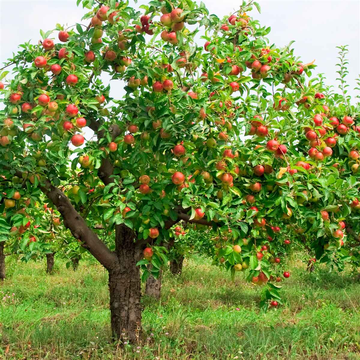Fotobehang vruchtdragende appelboom