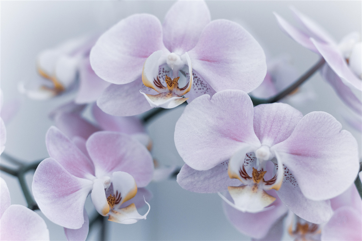 Fotobehang grote orchidee bloemen
