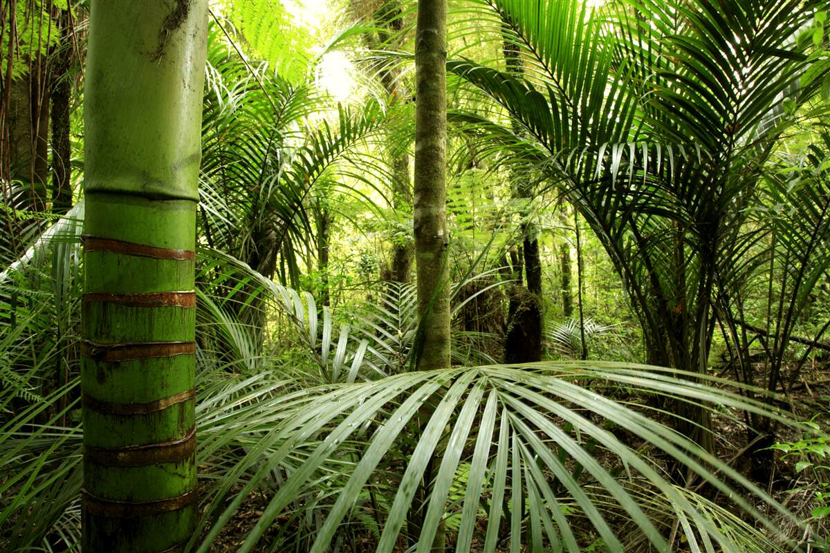 Fotobehang grote planten in een groen struikgewas