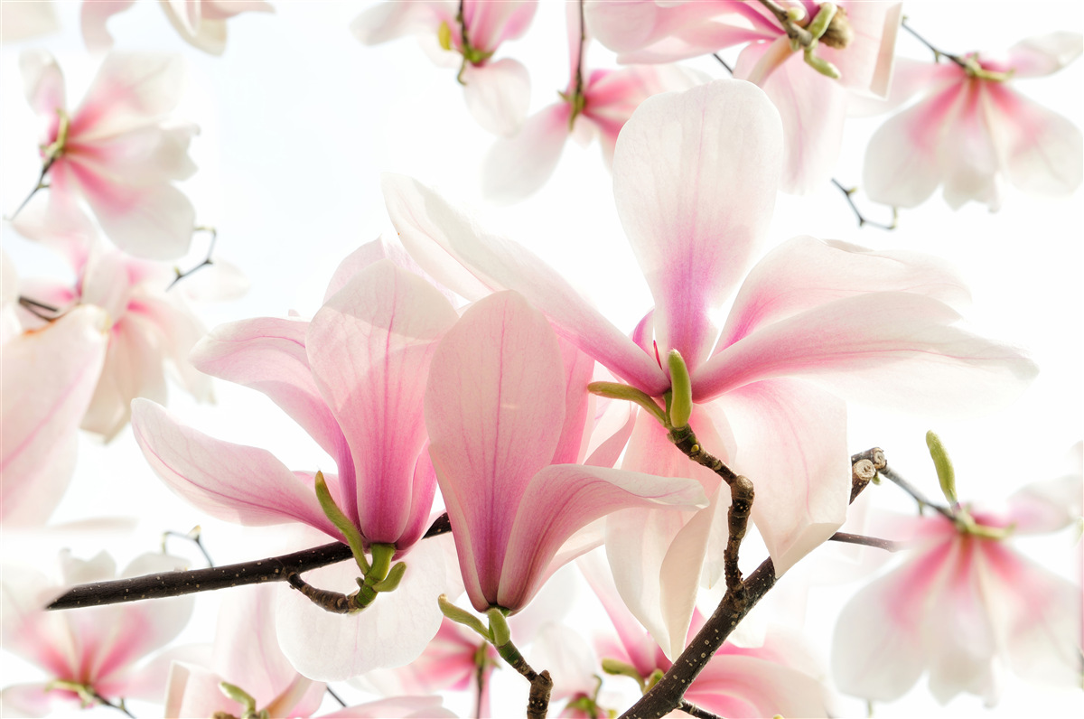 Fotobehang magnolia's in bloei