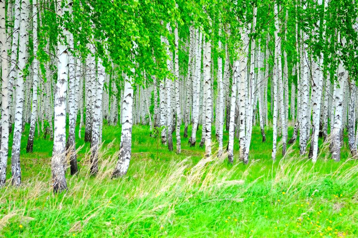 Fotobehang veld met berken op de achtergrond