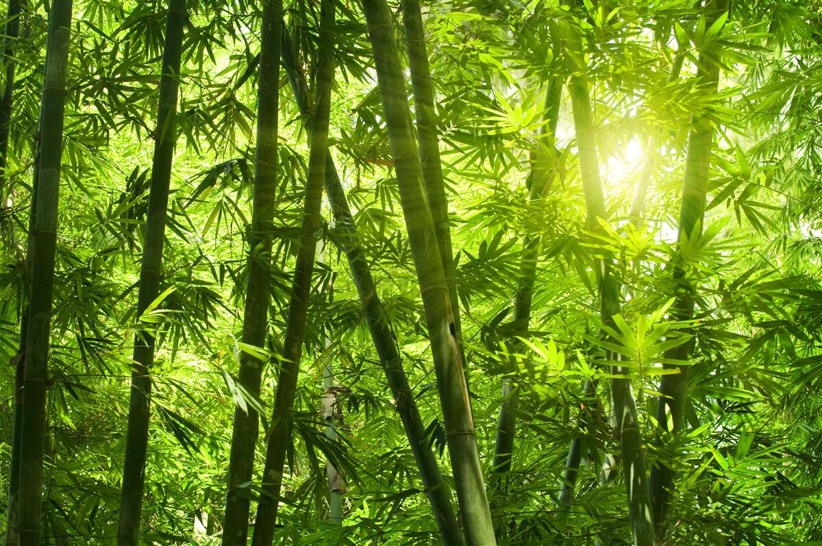 Fotobehang de zon probeert door het dichte bos te dringen