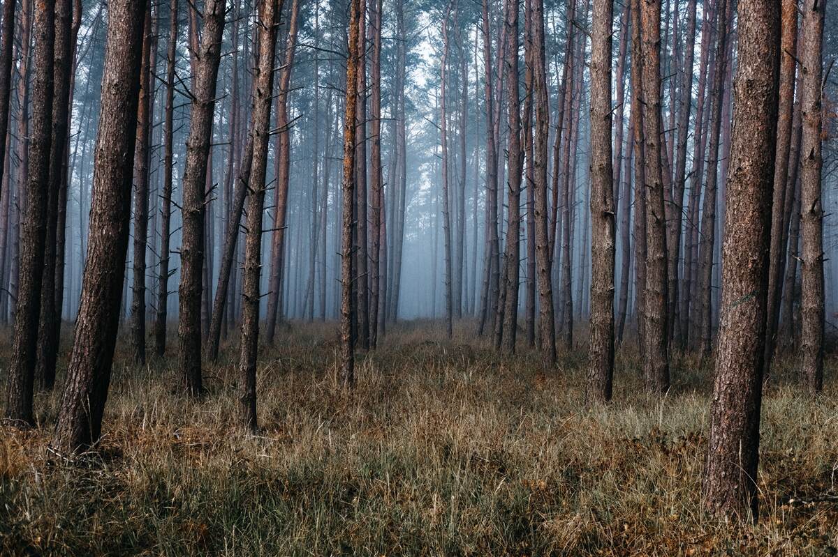 Fotobehang donker dennenbos