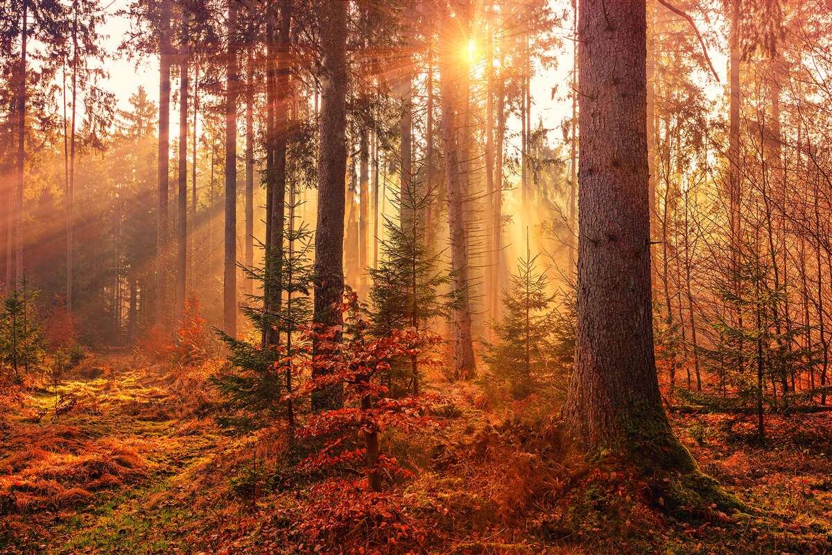 Fotobehang bos in herfst verlicht door zonnestralen