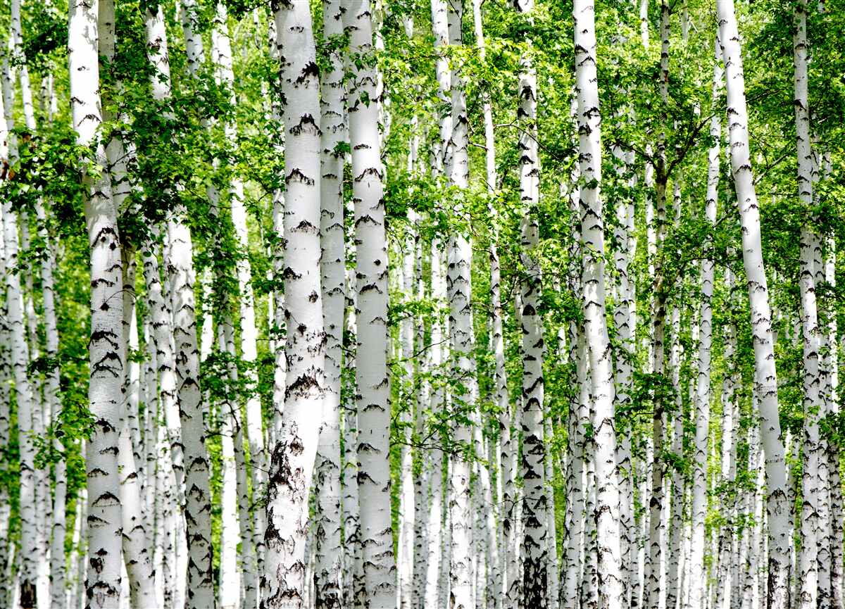 Fotobehang sierlijke berken met groene bladeren
