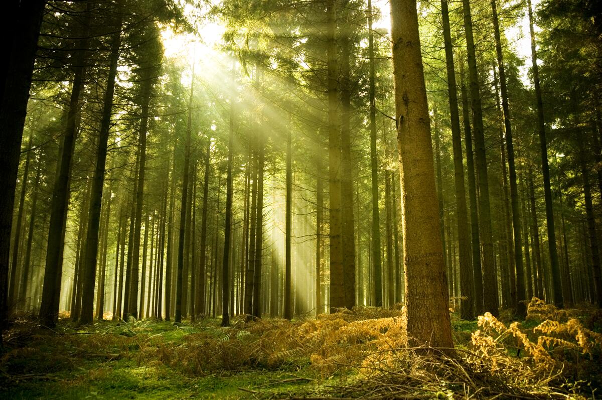 Fotobehang de zonnestralen verlichten het bos