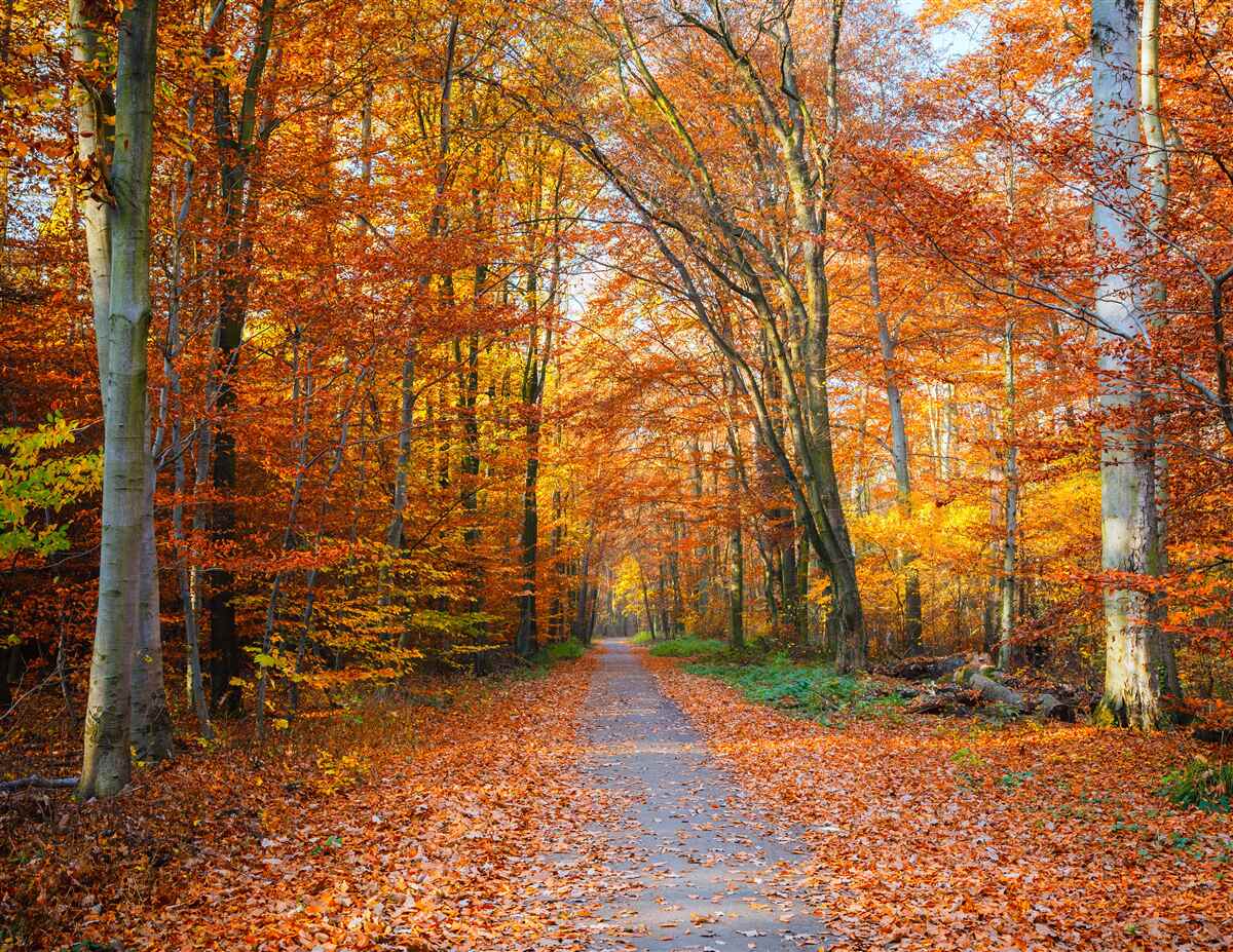 Fotobehang bomen met vallende bladeren in de herfst