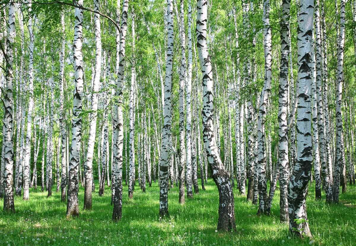 Fotobehang er zijn veel berkenbomen in het bos
