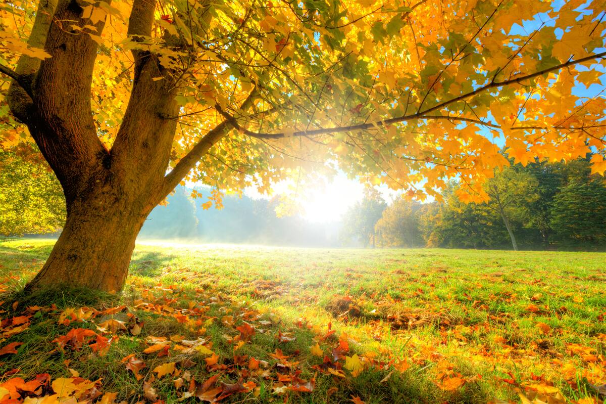 Fotobehang herfstbos verlicht door de zon
