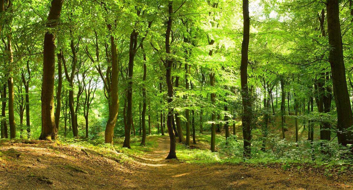 Fotobehang gazon in een dicht smaragdgroen bos
