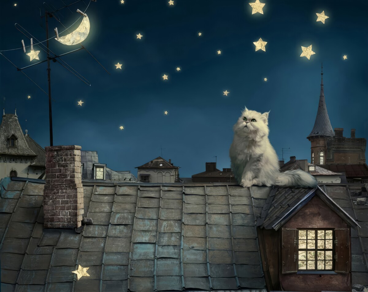 Fotobehang op het dak bewondert een witte kat de sterren