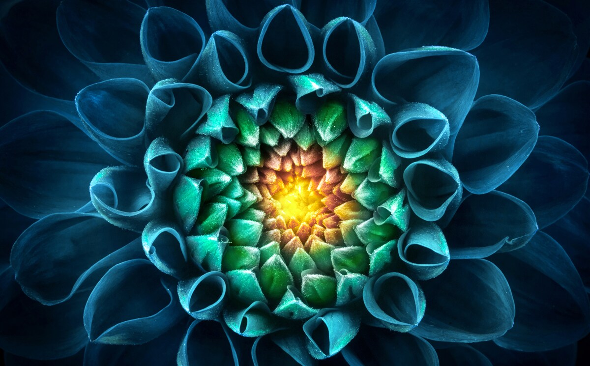 Fotobehang abstracte stijl blauwe pioenroos knop