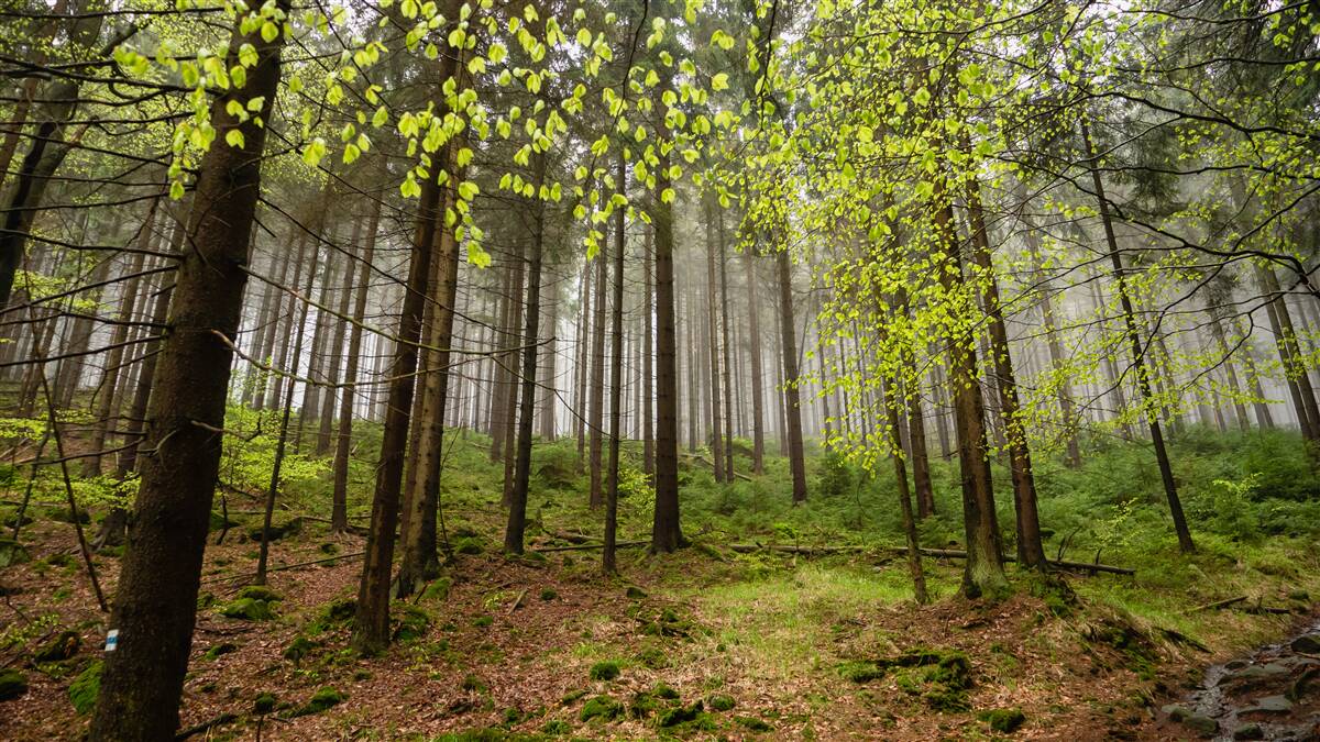 Fotobehang groen bos na regen