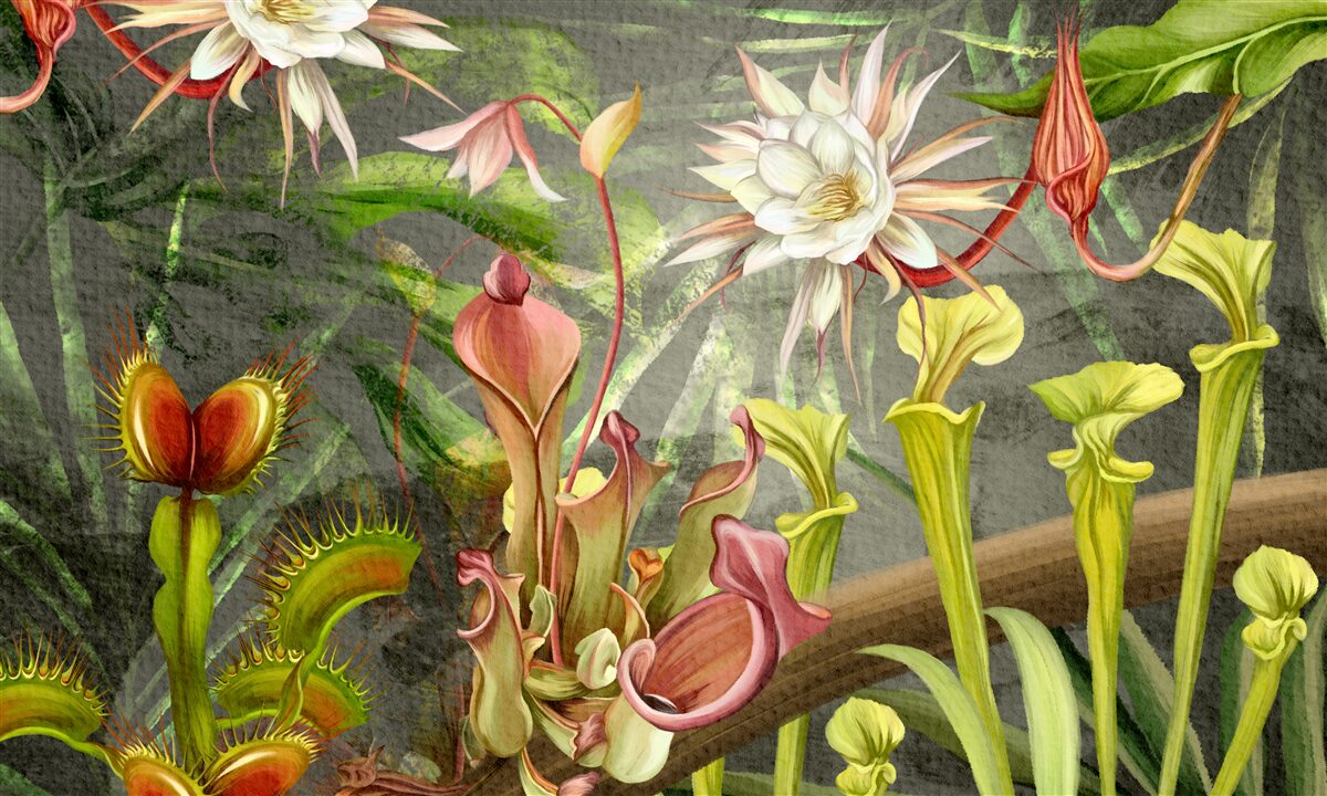 Fotobehang vleesetende planten van tropische gebieden