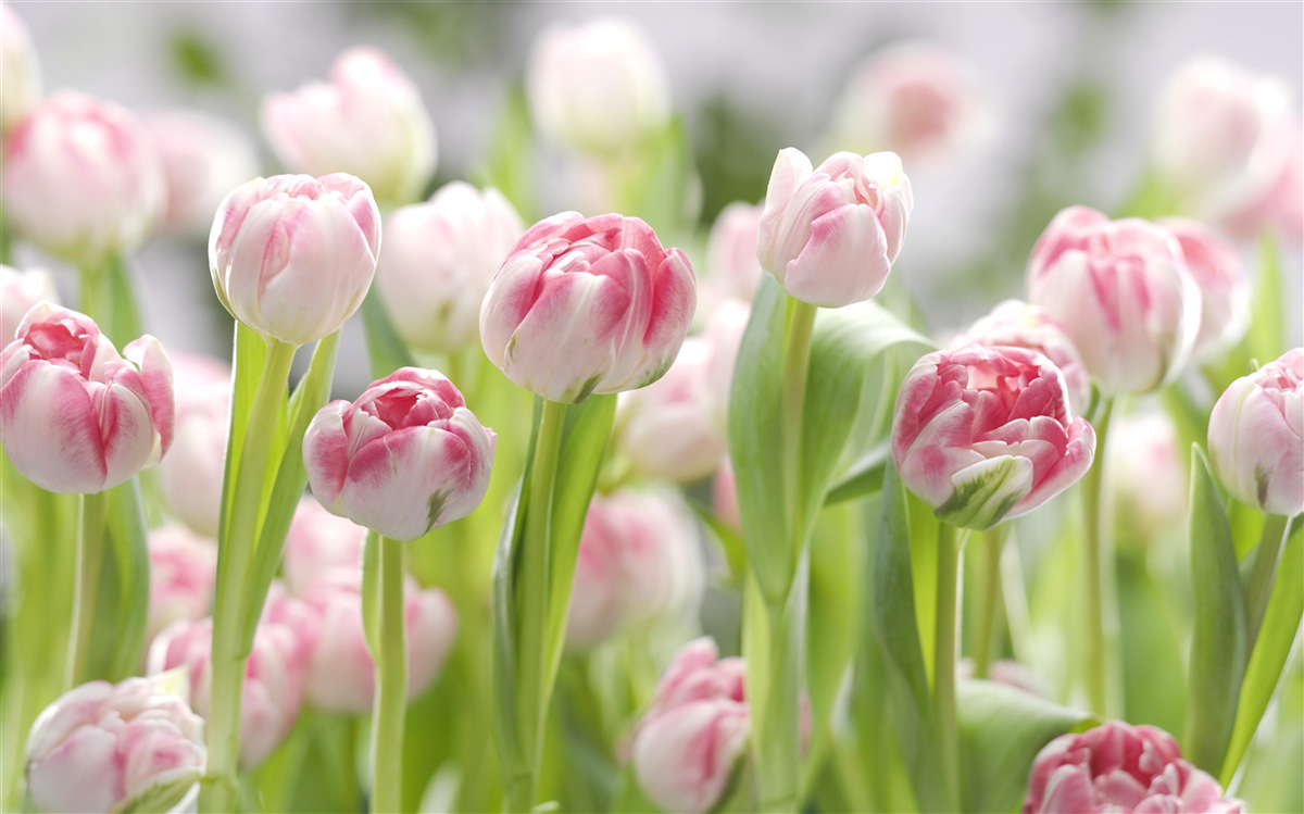 Fotobehang ongeopende tulpenknoppen
